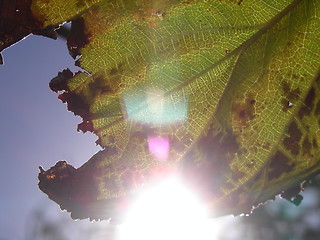 Image showing Sunburst Leaf