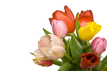 Image showing Beautiful tulips