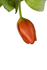 Image showing Beautiful tulips