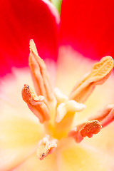 Image showing tulip flower