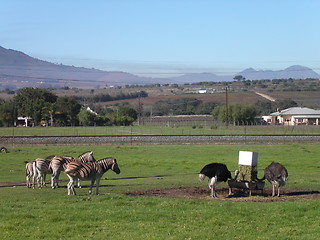 Image showing Zebras and Ostriches Feeding