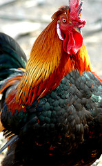 Image showing Chicken