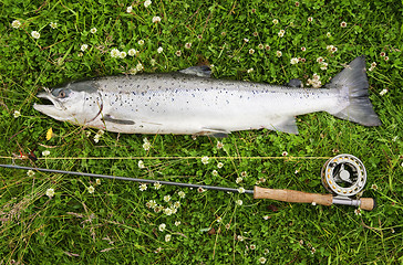 Image showing Freshly caught atlantic salmon