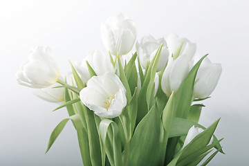 Image showing White spring tulips