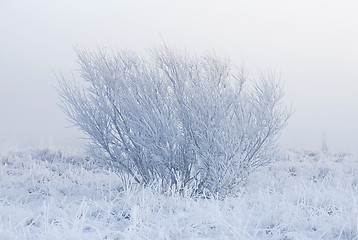 Image showing Misty winter morning