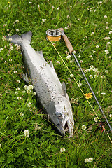 Image showing Freshly caught atlantic salmon