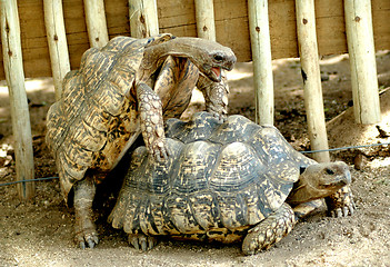 Image showing Mating game