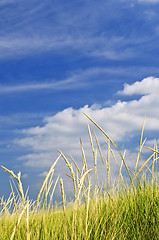 Image showing Tall grass on sand dunes