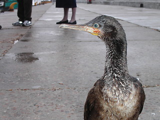 Image showing Seabird Profile