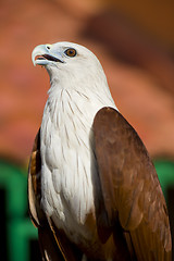 Image showing young sea eagle