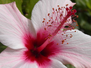 Image showing Pink Hibiscus