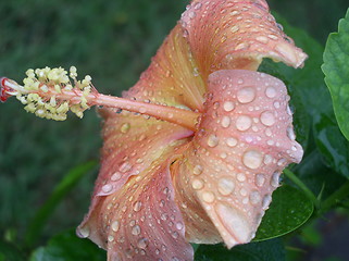 Image showing After the Rain