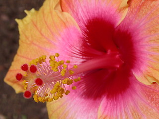 Image showing Yellow Hibiscus