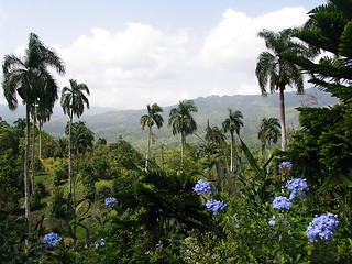 Image showing Caribbean Air