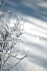 Image showing tree branches covered by snow