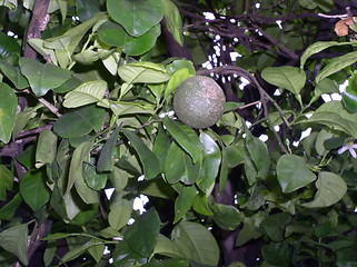 Image showing Orange Tree