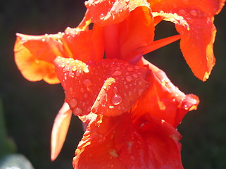 Image showing Red Flower