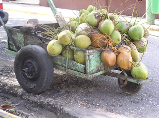 Image showing Coconuts