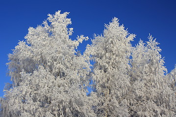 Image showing Winterscape