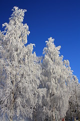 Image showing Winterscape