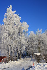 Image showing Winterscape