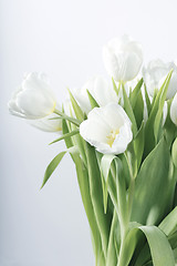 Image showing White spring tulips