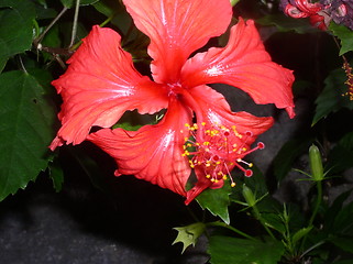 Image showing Caribbean flower