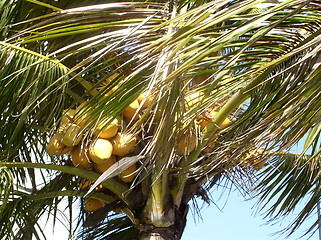 Image showing Palm in wind