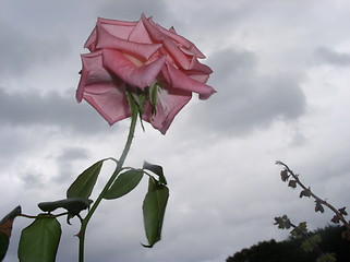 Image showing Single rose