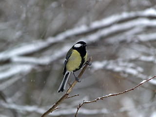 Image showing Titmouse on twig