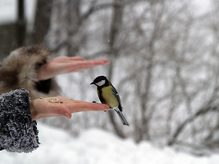 Image showing Bird in hand