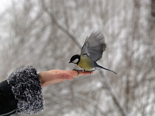 Image showing Bird in hand