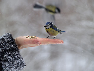 Image showing Bird in hand