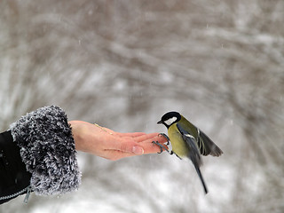 Image showing Bird in hand