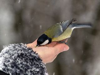 Image showing Bird in hand