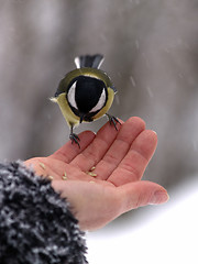 Image showing Bird in hand