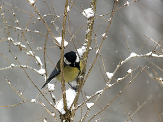 Image showing Titmouse on twig