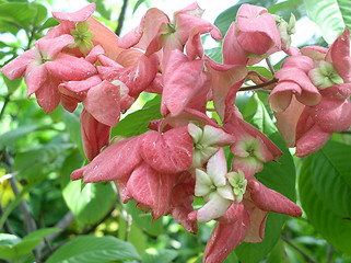 Image showing Flowers