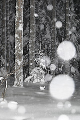 Image showing Night Snowy Forest