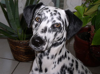 Image showing Dalmatian 1