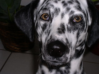 Image showing Dalmatian 2