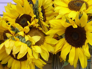 Image showing Sunflowers