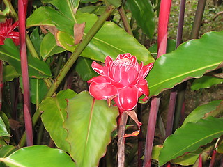 Image showing Caribbean Flower