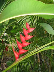 Image showing Tropical Beauty