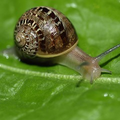 Image showing Snail slug on lettuce