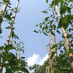 Image showing Tomato plants