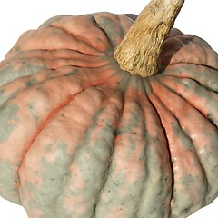 Image showing Pumpkin
