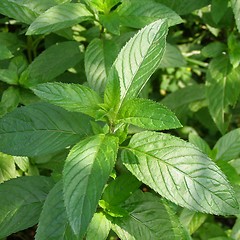 Image showing Peppermint