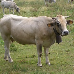 Image showing Cow cattle