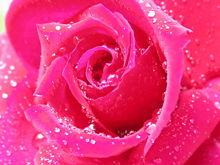 Image showing pink rose